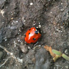 Seven-spotted Lady beetle