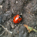 Seven-spotted Lady beetle