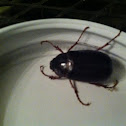 June Beetle