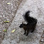 Mexican Fox Squirrel - melanistic