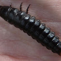 Calosoma larvae