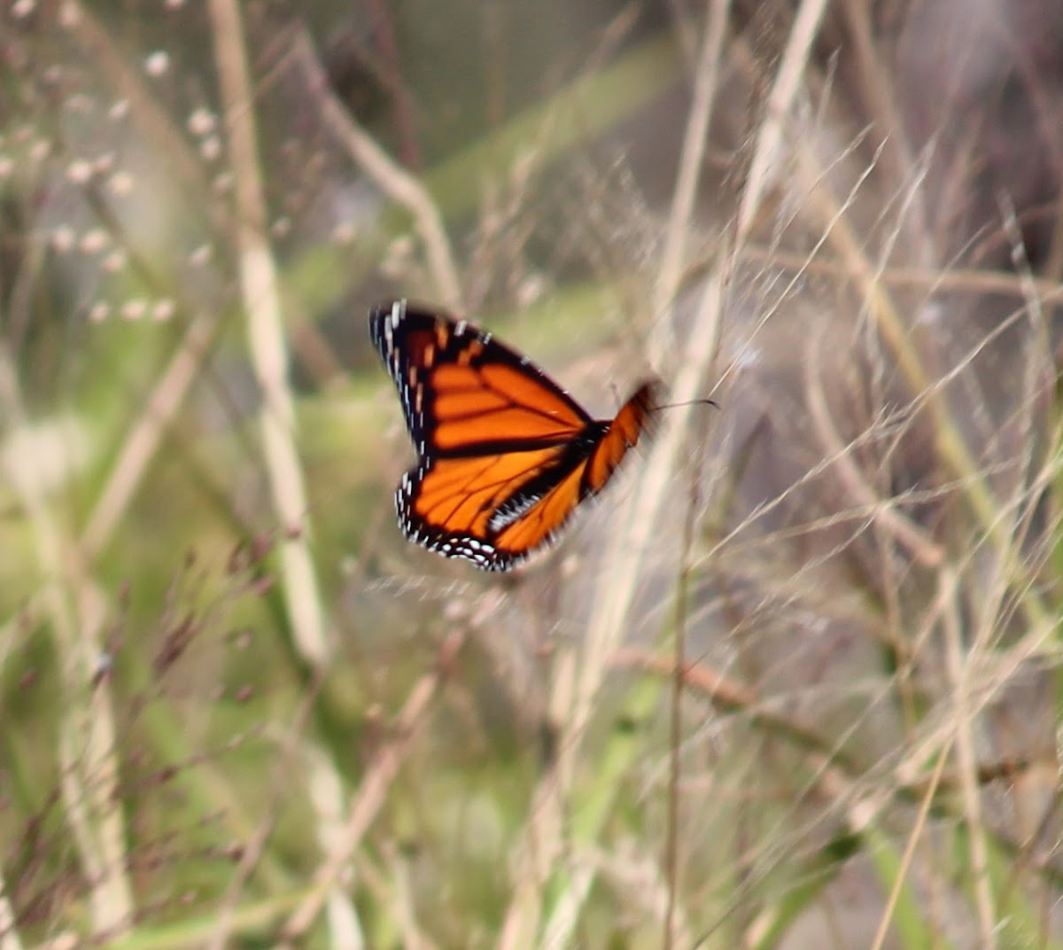 Wanderer Butterfly