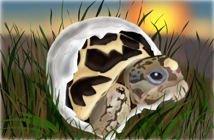 Little Turtle