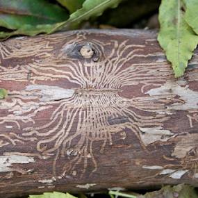 by Doina Arnaut - Nature Up Close Other Natural Objects