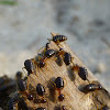 Black Termite