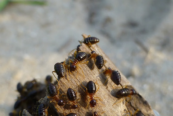 Black Termite Project Noah