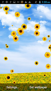 download Sunflower Falling Wallpaper free