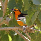 Bullock's Oriole