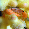 Rusty Guard Crab