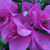 Purple bougainvilleas