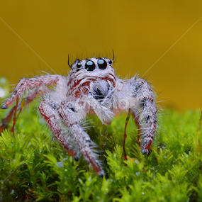 please give me.... by Tele Nicotin - Animals Insects & Spiders