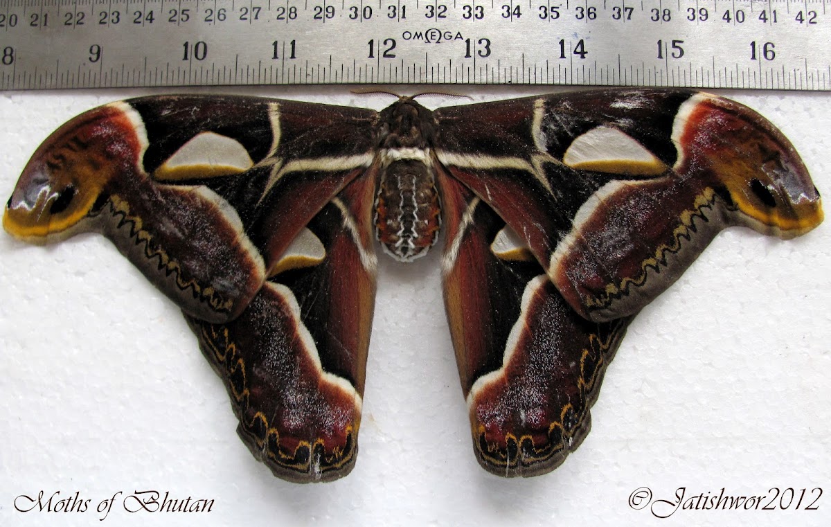 Edwards' Atlas Moth