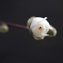 Japanese Magnolia (white)