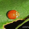 Orange Ladybeetle
