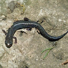 Northern zig-zag salamander