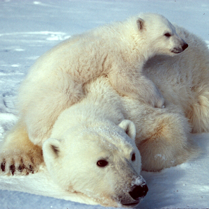 Wild Animals of the Arctic 15.05.21