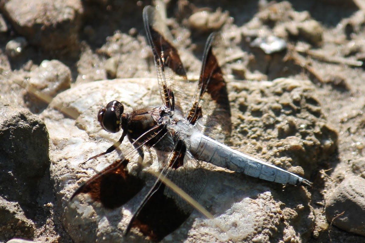common white tail male