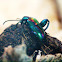 frog-legged leaf beetle