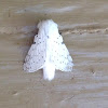 Dot-lined White moth