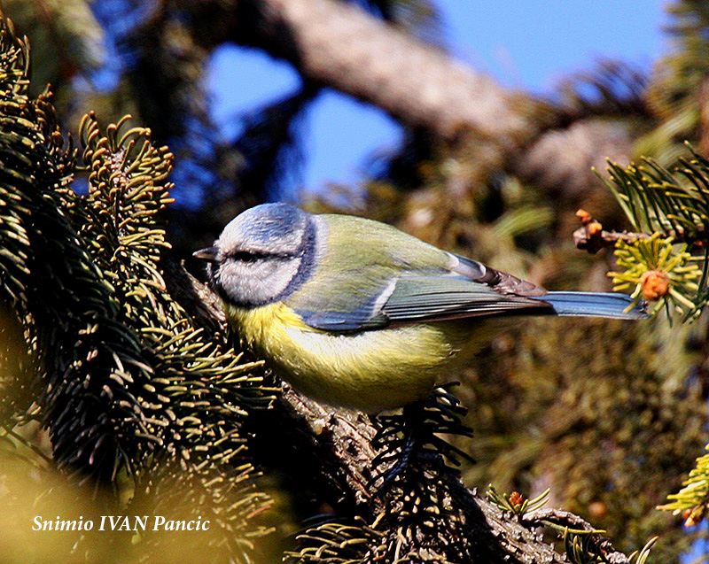 Blue Tit