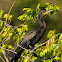 Biguá(Neotropic Cormorant)