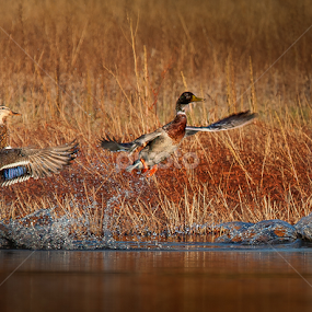 Duck ballet  by Ken Bruce - Animals Birds