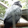 African Grey Parrot, Graupapagei