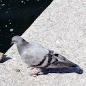 Pigeon