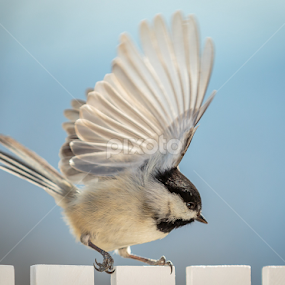 Black-capped Chickadee by Bill Killillay - Animals Birds