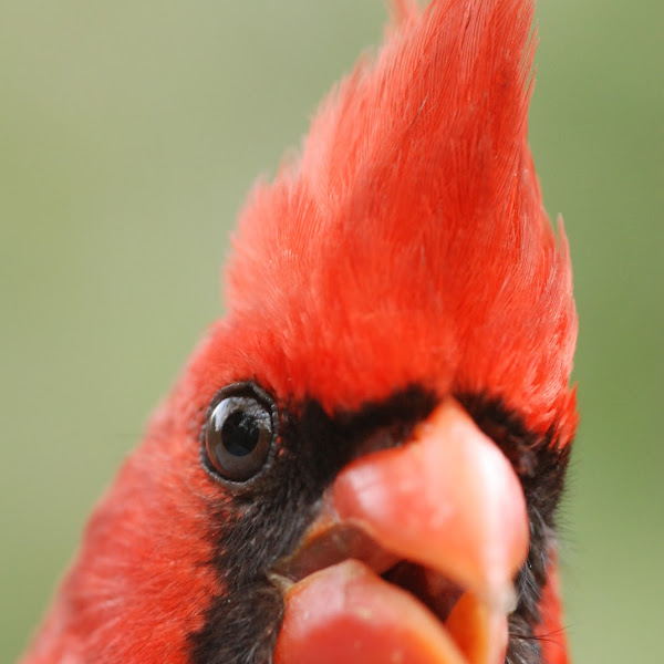 Birds of Houston Texas Project Noah