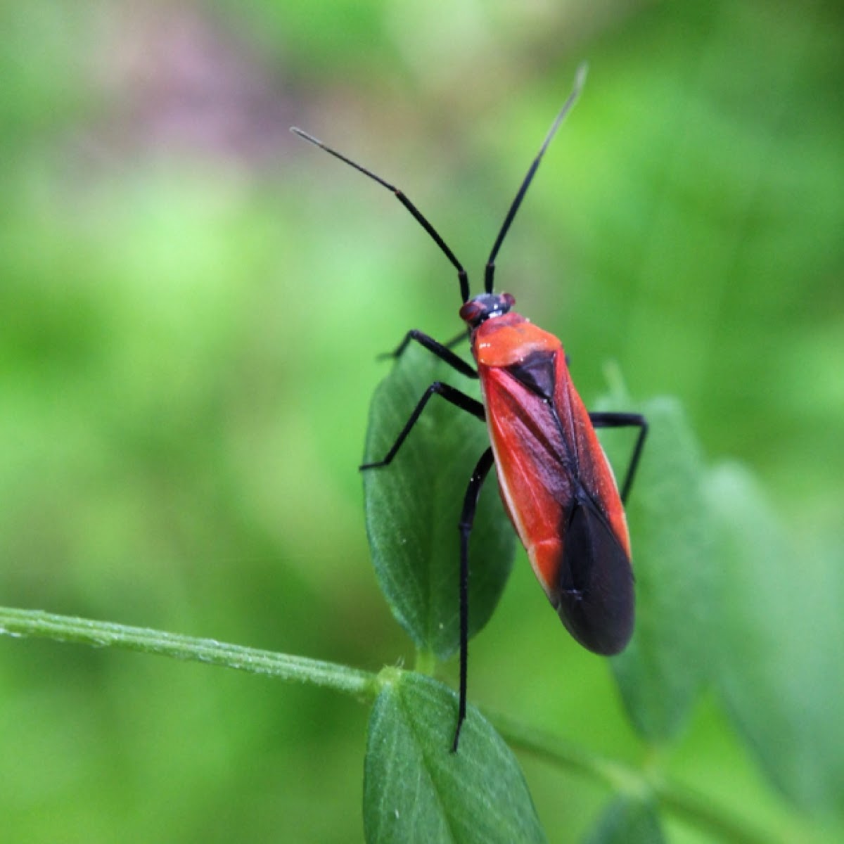 Red Stinkbug, adult