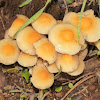 Hypholoma fasciculare