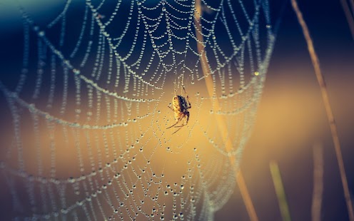 Spider Wallpaper Screenshots 7