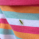 Baby grasshopper