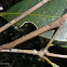 Geometrid moth caterpillar