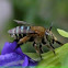 blue-striped bee