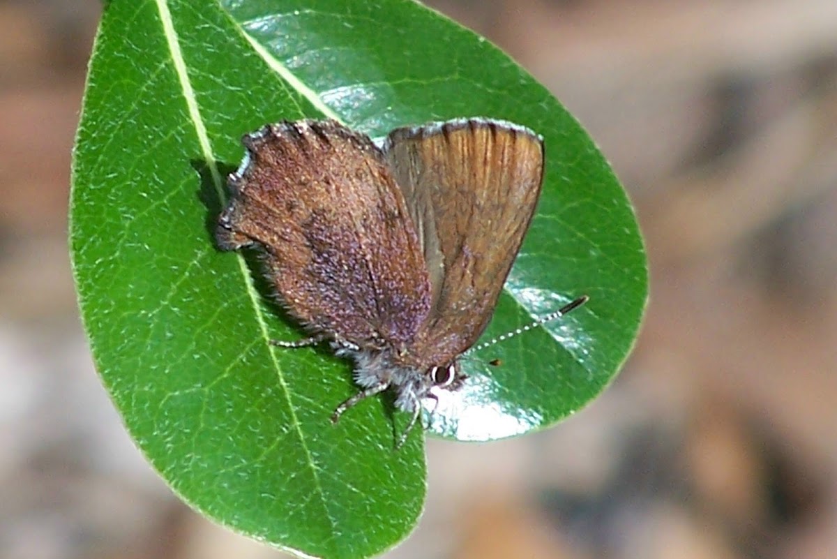 Brown Elfin