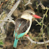 Brown-hooded Kingfisher