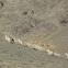 Mongolian gazelle