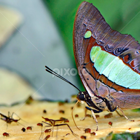 the butterfly by Justani Joni - Animals Insects & Spiders