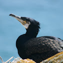 Cormorant