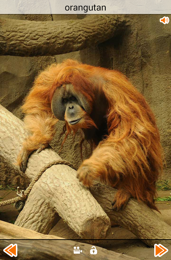 Animal Sounds - Android Apps on Google Play