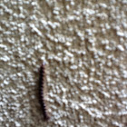 Millipede