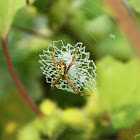 Small Silver Signature spider