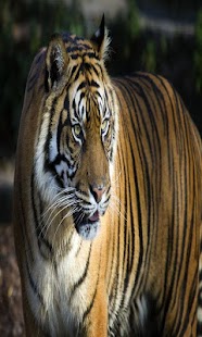How to install Tigers Games patch 1.0 apk for laptop