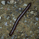 Worm millipede