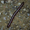 Worm millipede