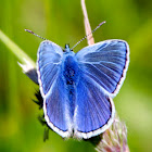 Common Blue