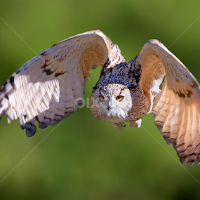 Owl by Stefano Ronchi - Animals Birds