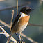 Stonechat; Tarabilla Común